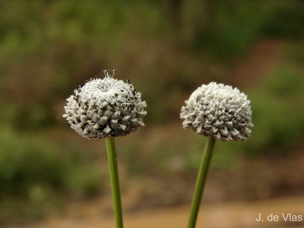 Eriocaulon brownianum Mart.